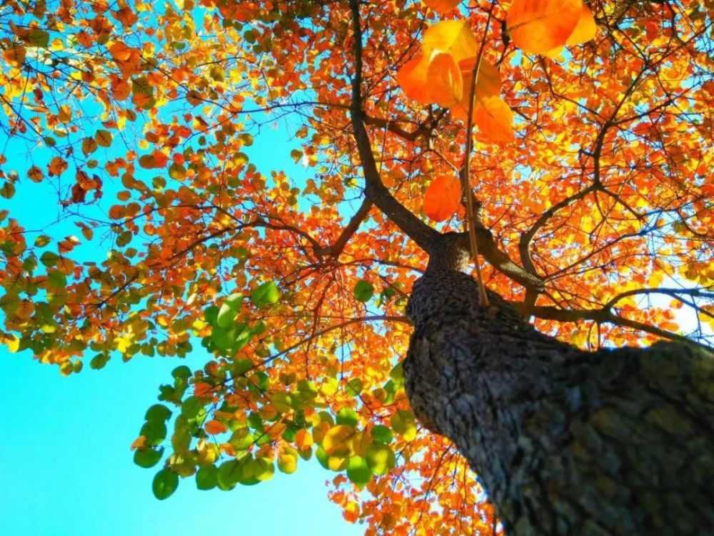 东坝郊野公园|秋意正浓，去东坝的后花园感受一下吧