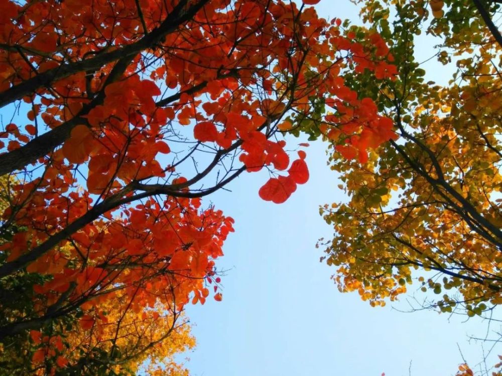 东坝郊野公园|秋意正浓，去东坝的后花园感受一下吧