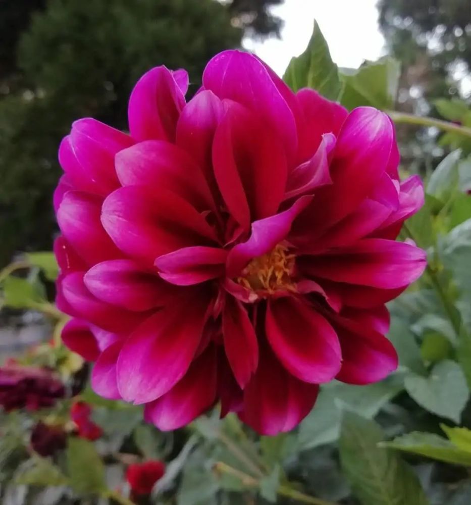 测试四种幸运花你会选哪种测你这辈子是不是好运连连