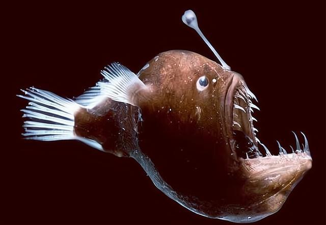 令人称奇的繁殖策略把软饭吃到极致最终变成配偶的一部分