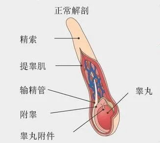 6岁男童痛失 蛋蛋 宝妈后悔不已 孩子有这些症状赶紧上医院 腾讯新闻