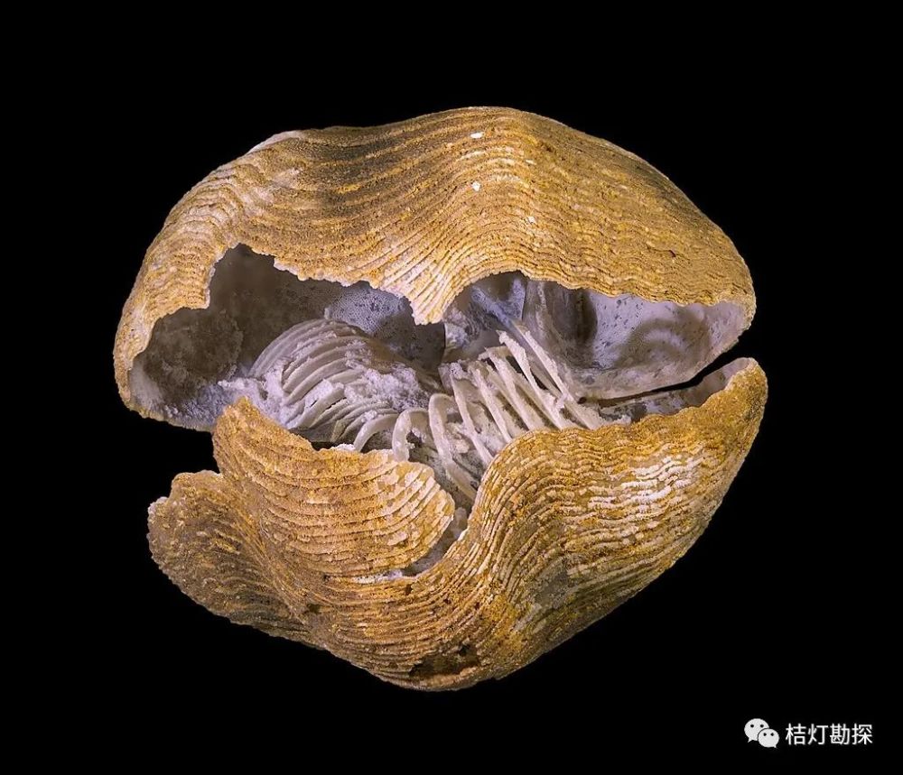 与双壳类动物不同的是:腕足动物(图源@wilson44691)的海产触手冠动物