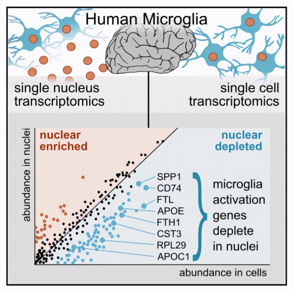 小胶质细胞|单核测序不适用于人类疾病中小胶质细胞的激活情况检测？！