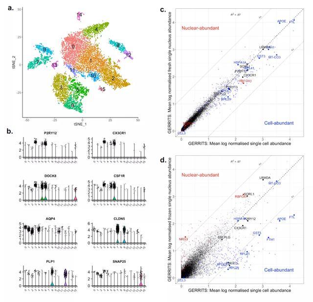 小胶质细胞|单核测序不适用于人类疾病中小胶质细胞的激活情况检测？！