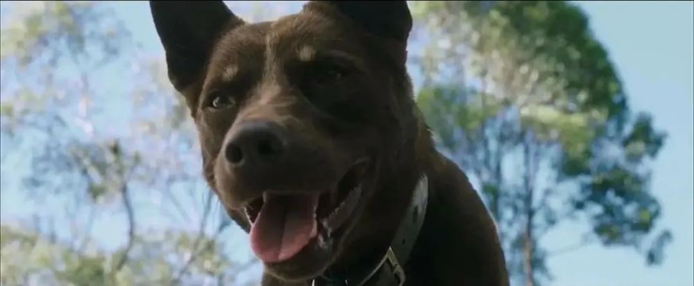 爱与怪物|没想到，居然被一部灾难片治愈了