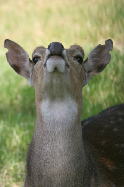 冬天梅花鹿身上怎么没长 梅花 斑点藏哪了 丨动物蝌学 梅花鹿