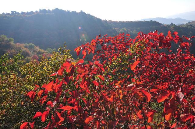 北方的红叶可不只是枫叶 来看看9种最常见的红叶都是啥 腾讯新闻