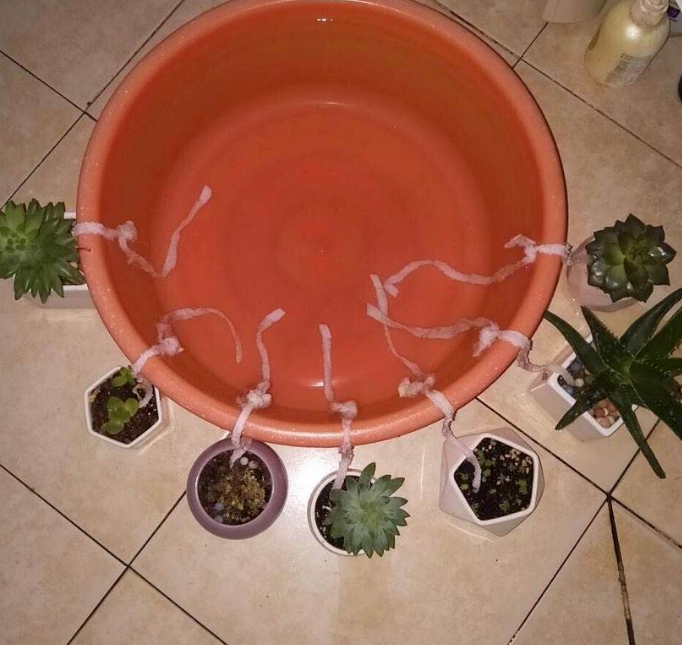 花友出差,花卉没人浇水?3种方法,个个实用!