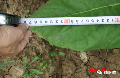 有机质|如何种植烤烟，提高烤烟的质量！