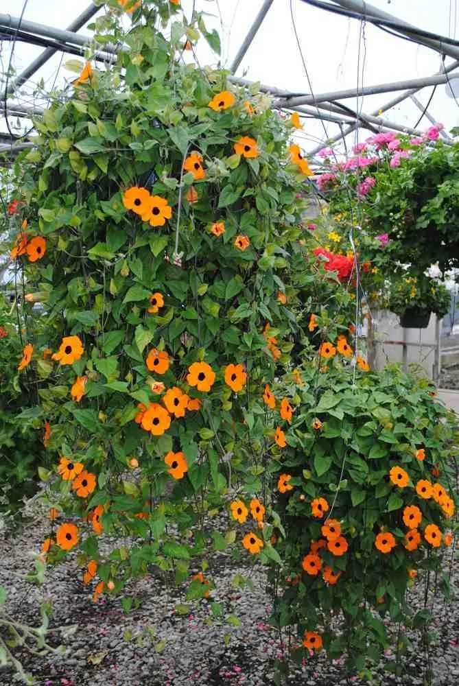 花量极其丰富的黑眼苏珊,播种繁殖长得快,两个月花朵爬满花架