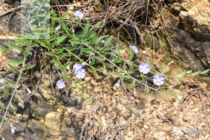 辣花,银丝草,过饥草,小鹿衔,鹿含草,小本白花草,石南花,泻痢草,银花草