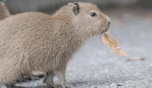 水豚 世界上最大的 老鼠 其独特的外形 深受人类喜爱 腾讯新闻