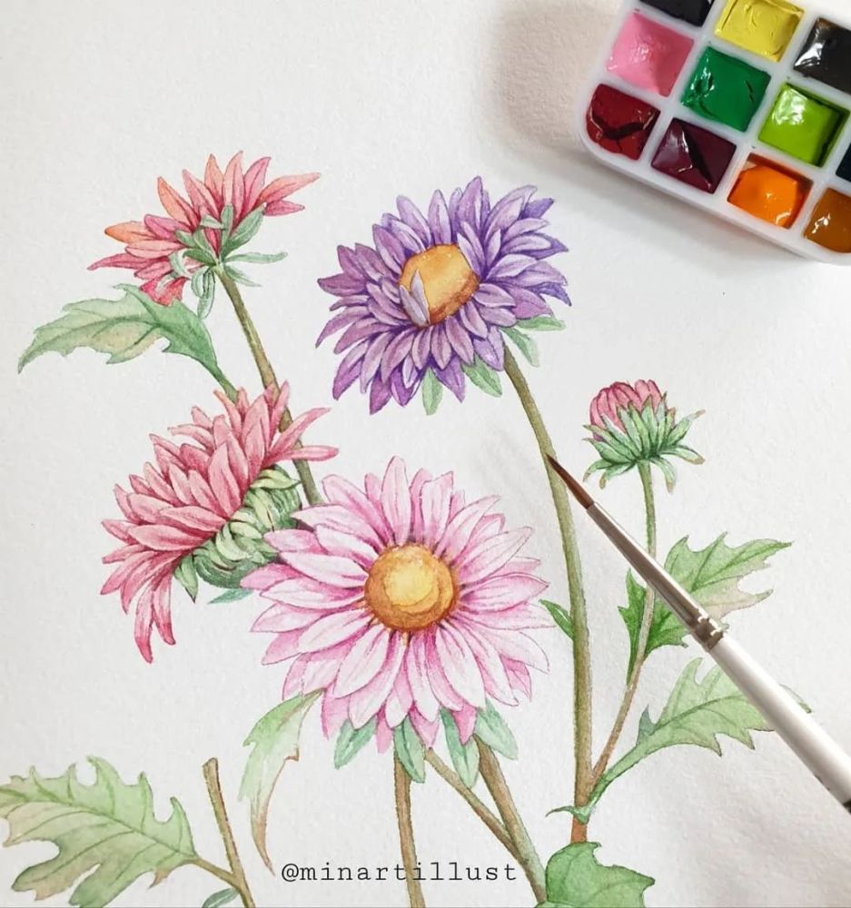 彩铅花卉欣赏花夏末初秋的彩铅花卉植物欣赏