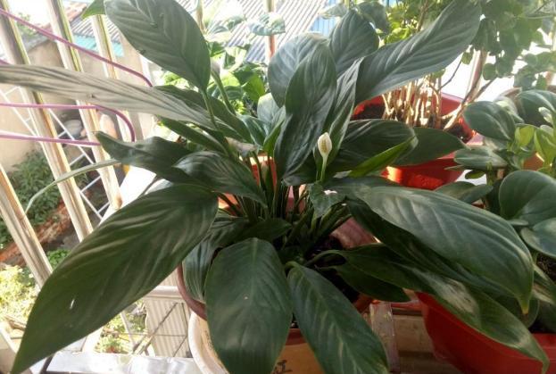 11月 该如何盆栽养殖白掌 注意4个细节 全年叶子油绿 开花 腾讯新闻