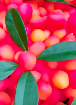 胆儿肥春熙路热卖的这款网红水果你真的敢吃