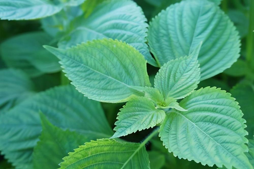 香草植物专题|紫苏,是香草,是佐料,也是文艺的旧时"茶饮"