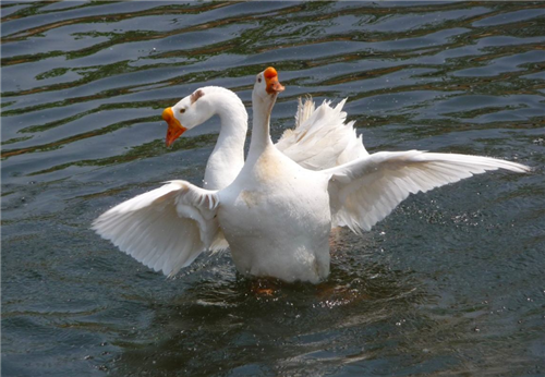 危勇|老农模仿《咏鹅》写《咏鸡》，获万元大奖，网友效仿却出尽洋相