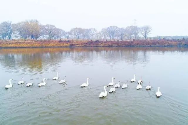 11月1日丨襄垣三漳湿地公园成为候鸟迁徙的重要驿站