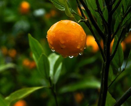 痔疮|痔疮外痔肉球用什么药膏有效 这样做好的快！