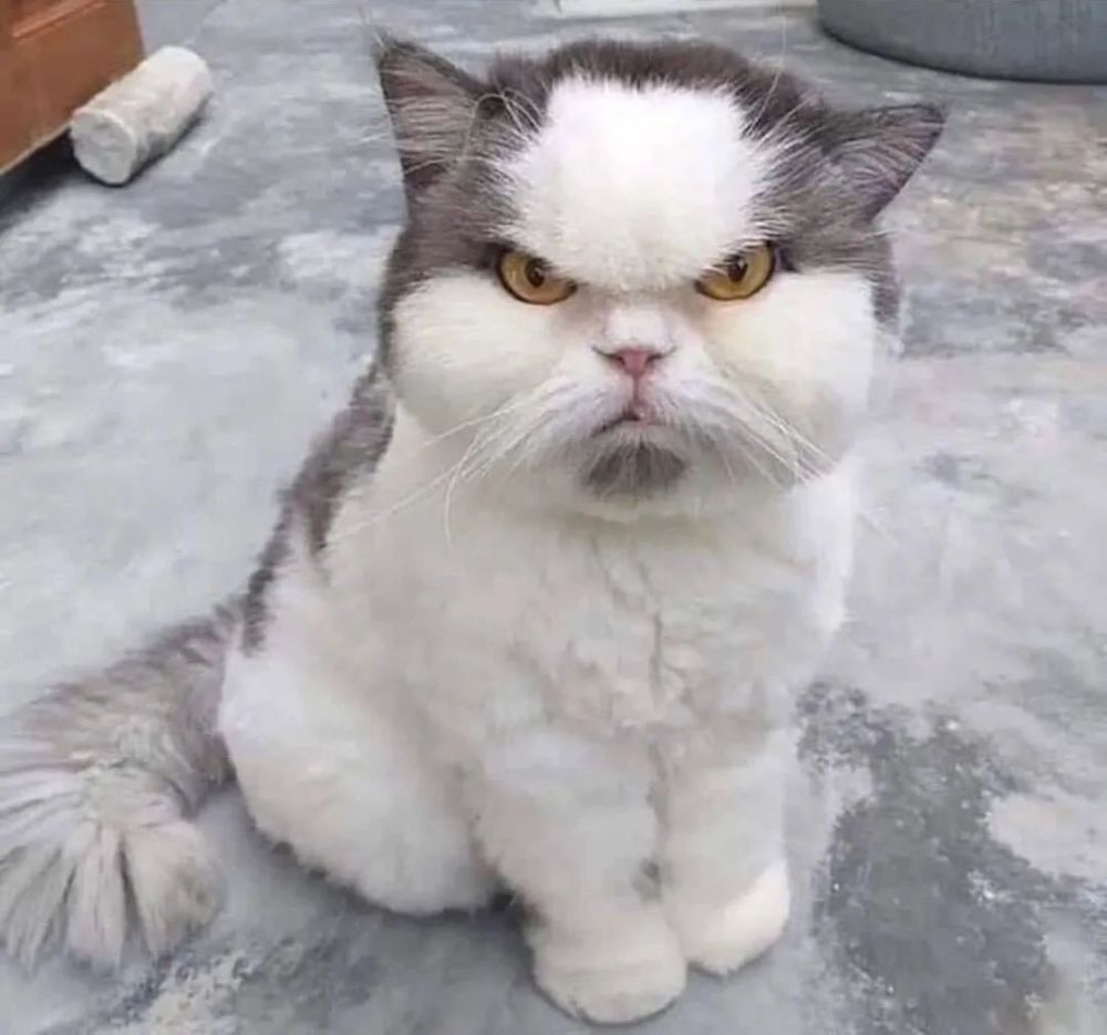 每日趣图这只秃头猫好像很不服气的样子