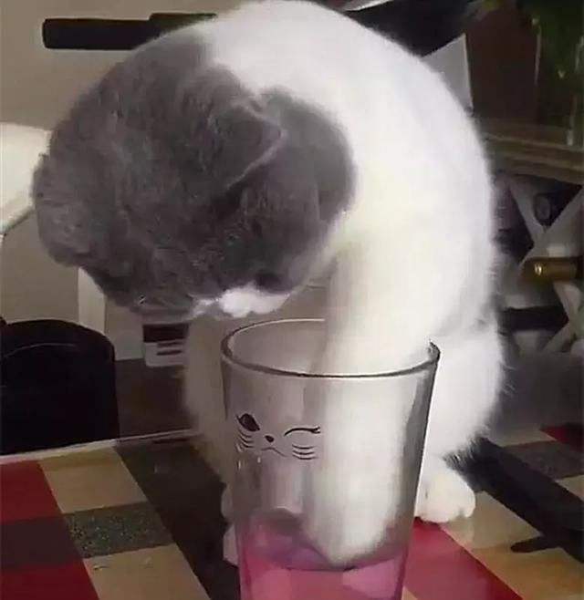 我家猫是"破财货",一周打碎10个杯子:怎么改变猫咪不良嗜好?