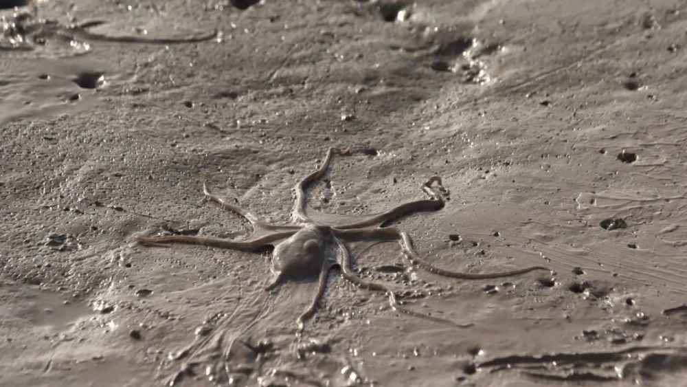 雪菜|普通食材也能四两拨千斤吗？只要做法够硬核，那都不是事儿！