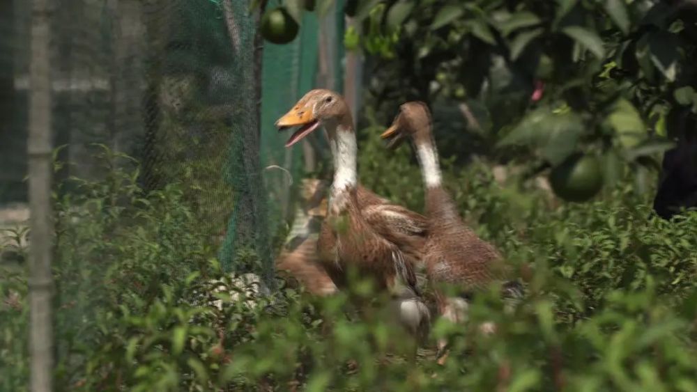 雪菜|普通食材也能四两拨千斤吗？只要做法够硬核，那都不是事儿！