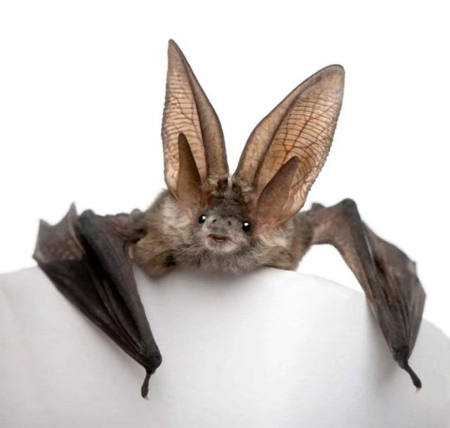 美国研究发现,吸血蝙蝠生病时会保持社交距离
