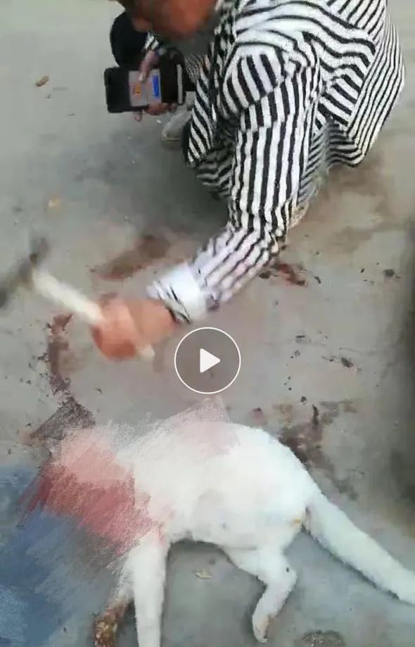 山东男子用锤子砸死白猫还发网上炫耀惹众怒爱猫人士群情激奋