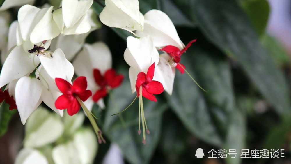 11月2日星座运势 双子斗志昂扬 狮子换位思考 摩羯提高警惕 腾讯新闻