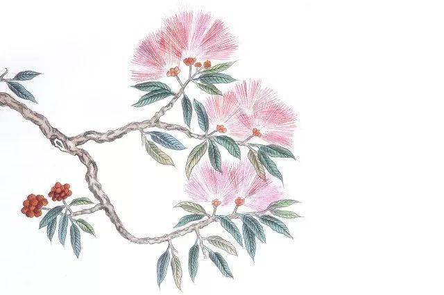 史铁生:合欢树_腾讯新闻