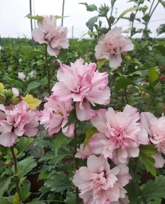 木槿花藍莓冰沙花瓣仙氣十足陽臺養一棵冬季也能開