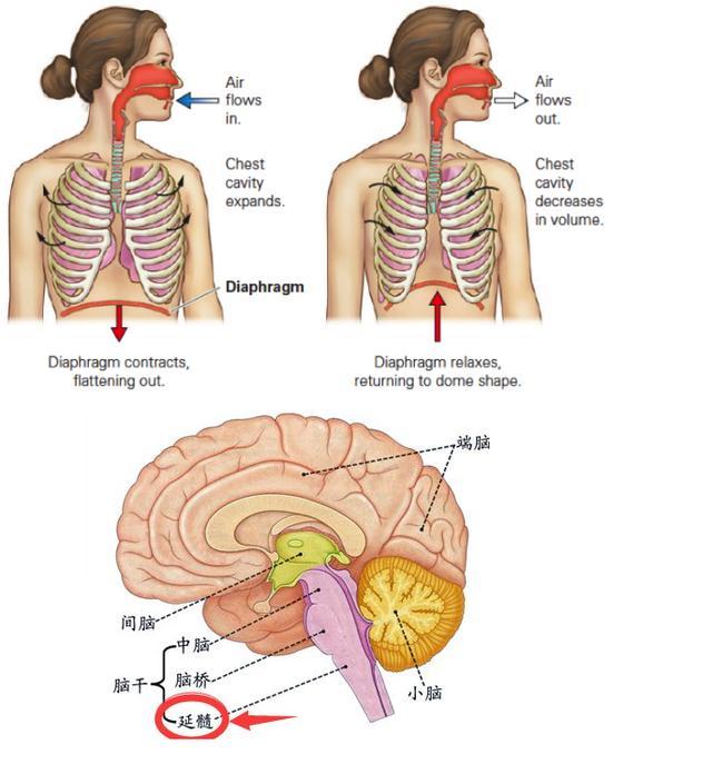 为什么想到呼吸呼吸就不顺畅了 呼吸是自发动作的还是受大脑意识控制的 腾讯新闻