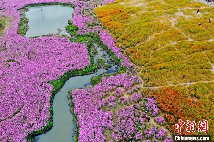 航拍江西南昌城市花海公园数百亩鲜花绽放引客来