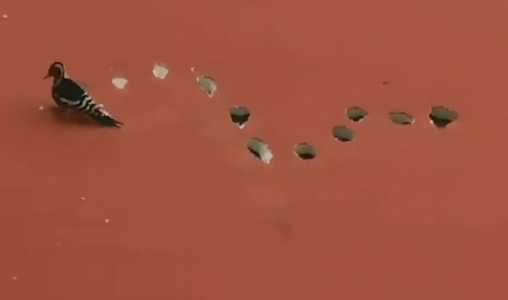 啄木鸟|啄木鸟把居民楼外墙啄出十几个大洞！为什么？怎么防？