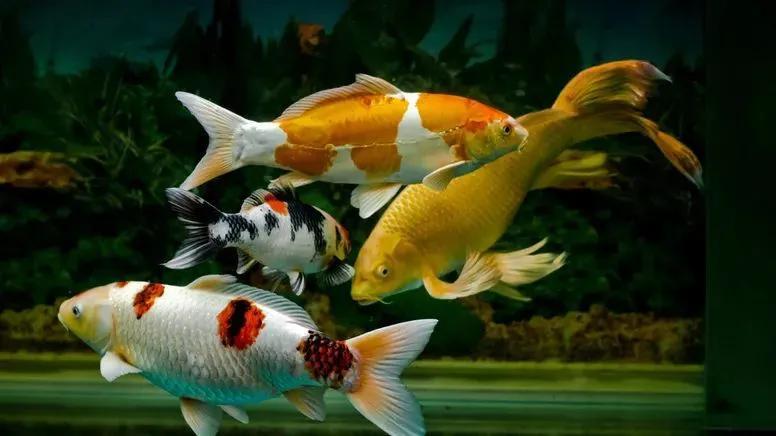 入冬了 我们到底需不需要给爱鲤加热 腾讯新闻