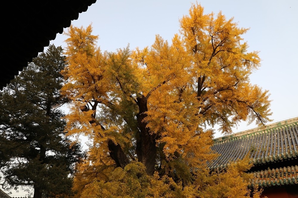 北京大觉寺千年银杏树图片
