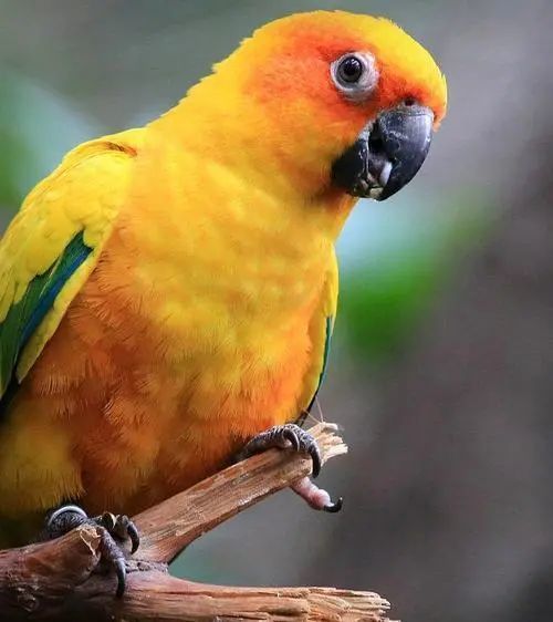 养它违法爱好养小动物的注意了