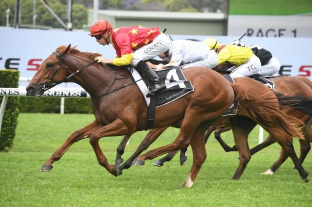 chc傑士馬主俱樂部公馬馬來虎澳洲首秀奪冠父系chc種馬極選