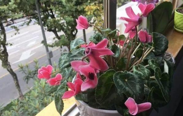 园艺新手养花 秋冬就盆栽这3样 株苗抗冻 天冷照样可开花