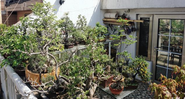 园艺新手养花 秋冬就盆栽这3样 株苗抗冻 天冷照样可开花