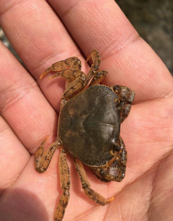 山里的螃蟹能吃吗贵州深山溪流里这种山螃蟹数量极多