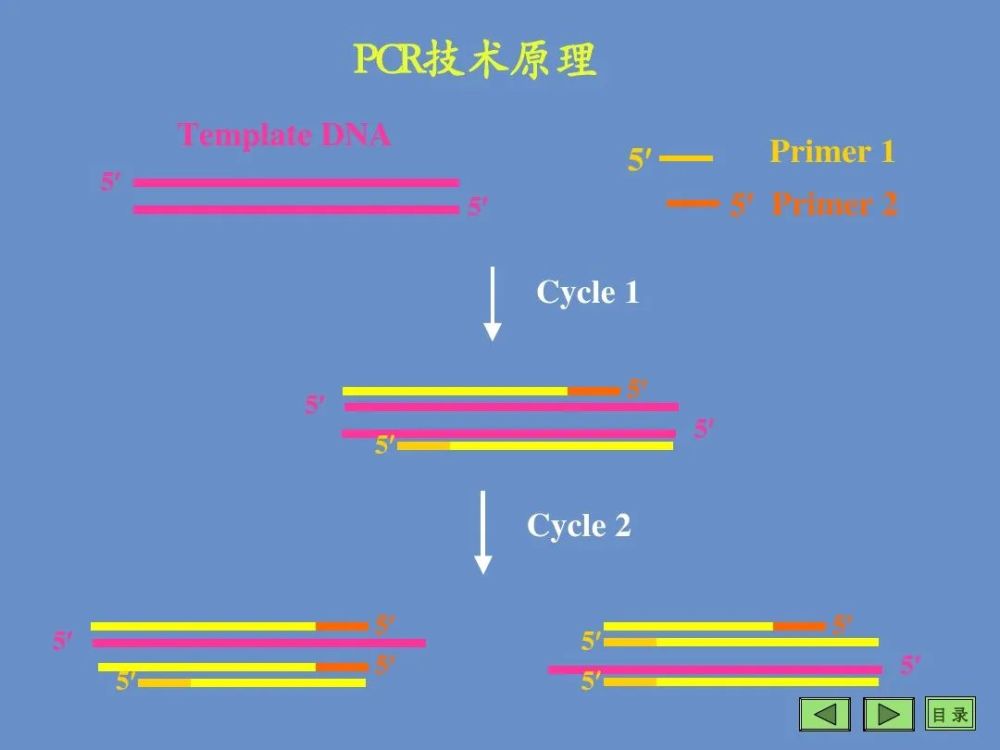 pcr技術的精髓看這裡