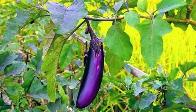 茄子用哪些肥料好 茄子用什么肥料长的好 茄子叶面肥用什么 肥料 追肥 底肥 氮肥 植株 茄子 叶面肥 施肥