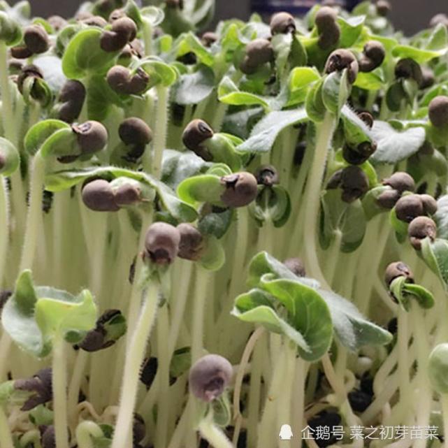 自己在家种植秋葵芽苗菜,不用出门就可以吃上新鲜的蔬菜!|秋葵|蔬菜|