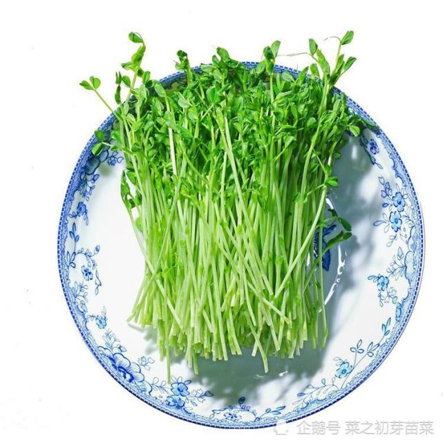 自己在家种植秋葵芽苗菜,不用出门就可以吃上新鲜的蔬菜!|秋葵|蔬菜|