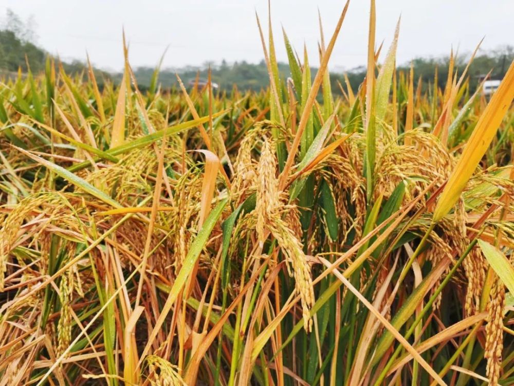 双季稻亩产超1500公斤,袁爷爷的反应太可爱了!| 二马美文