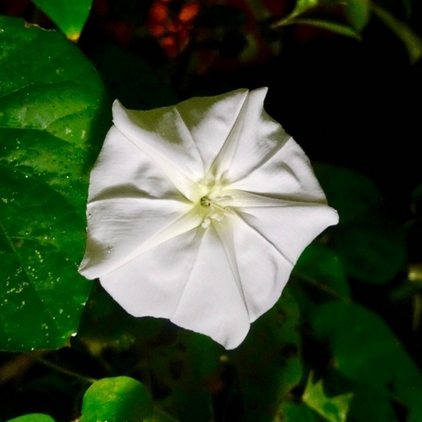 只在夜晚開放的月光花潔白美麗如皎皎月輪