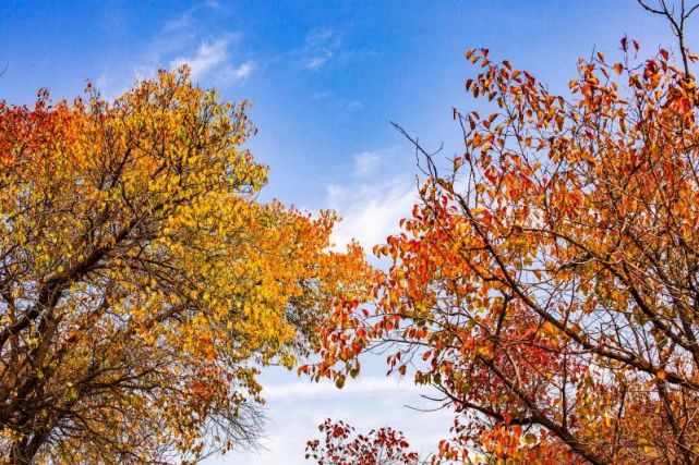 来自固原的每一片红叶 都是一个春夏秋冬的故事 红叶 长城