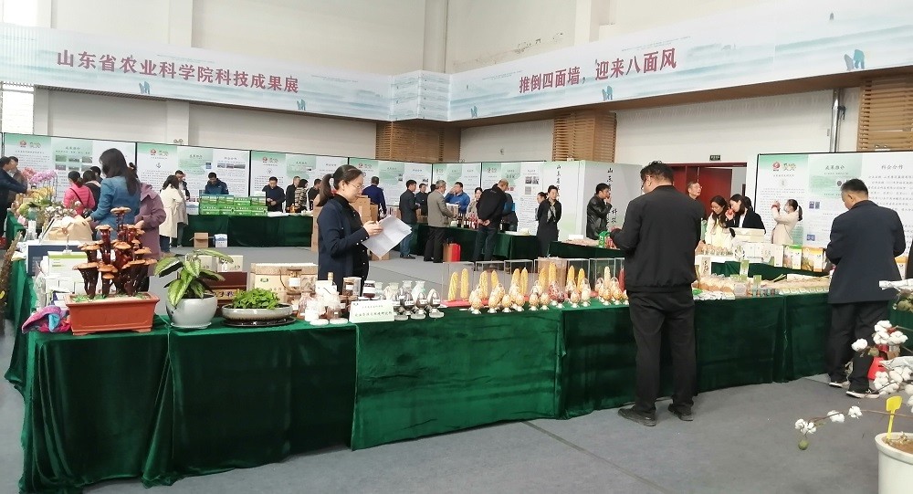 玉米|亩产超过900公斤，这2个玉米新品种不得了